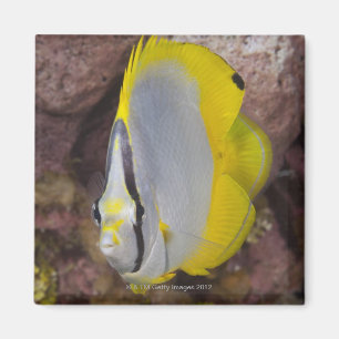 Unterwasserleben, FISCH: Ein buntes tropisches Magnet