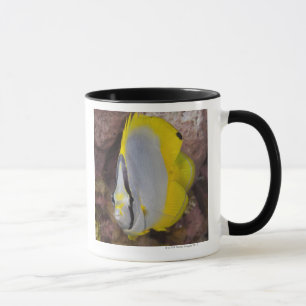 Unterwasserleben, FISCH:  Ein buntes tropisches Tasse