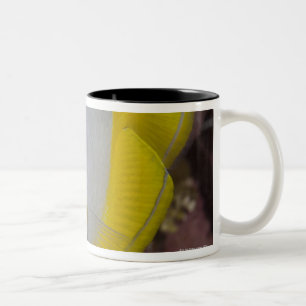 Unterwasserleben, FISCH: Ein buntes tropisches Zweifarbige Tasse