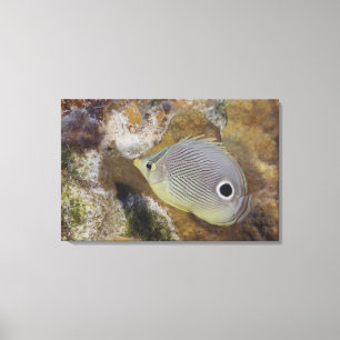 Unterwasserleben, FISCH: Ein Foureye Butterflyfish Leinwanddruck