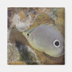 Unterwasserleben, FISCH: Ein Foureye Butterflyfish Magnet