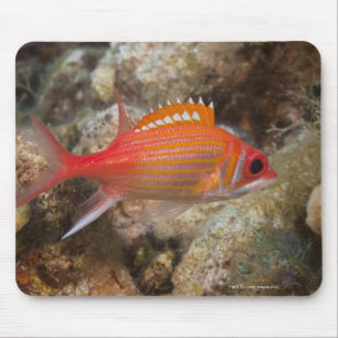 Unterwasserleben, FISCH: ein Longjaw Squirrelfish Mousepad