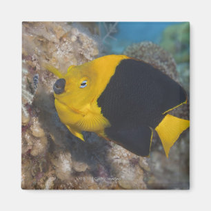 Unterwasserleben, FISCH: Eine bunte Magnet
