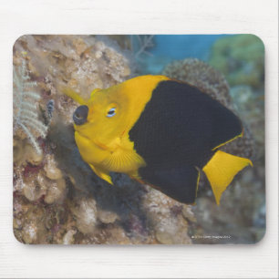 Unterwasserleben, FISCH:  Eine bunte Mousepad