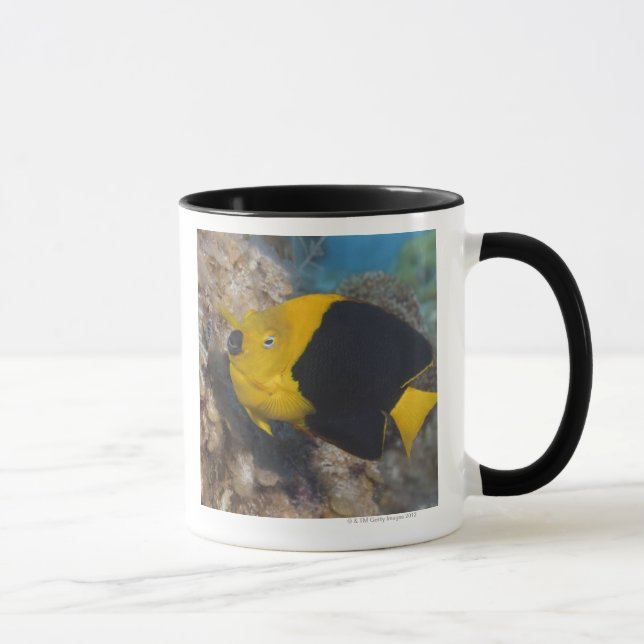 Unterwasserleben, FISCH:  Eine bunte Tasse (Rechts)