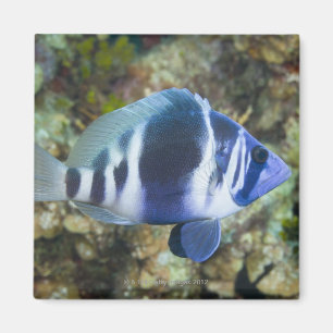 Unterwasserleben, FISCH:  Indigo Hamlet Magnet