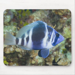 Unterwasserleben, FISCH: Indigo Hamlet Mousepad