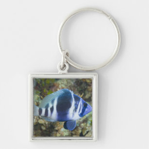 Unterwasserleben, FISCH:  Indigo Hamlet Schlüsselanhänger