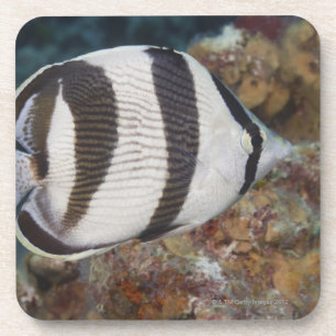 Unterwasserleben; FISCHE: Ein mit einem Band Getränkeuntersetzer
