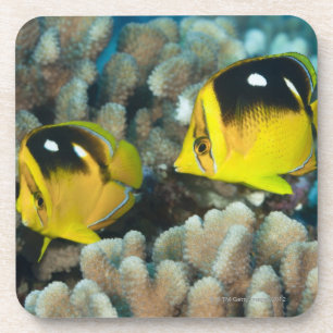 Unterwasserleben; FISCHE:  Ein Paar von Fourspot Untersetzer