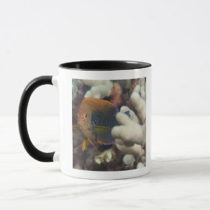 Unterwasserleben; FISCHE: Ein Porträt eines Tasse