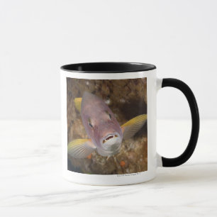 Unterwasserleben; FISCHE: Nahes hohes Porträt vo Tasse