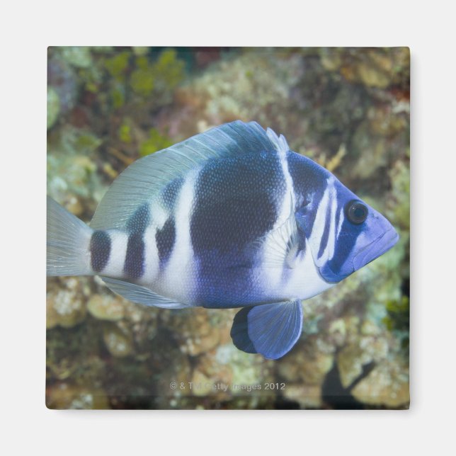 Unterwasserleben, FISH: Indischer Hamlet Magnet (Vorne)