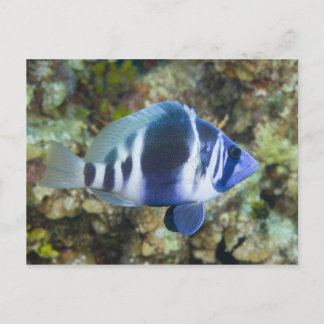 Unterwasserleben, FISH: Indischer Hamlet Postkarte