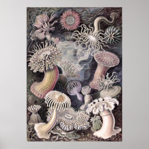 Unterwassermeeranemones von Ernst Haeckel Poster