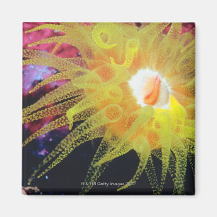 Unterwasserorganismus Magnet