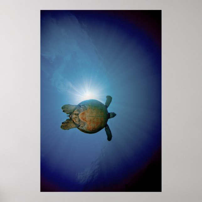Unterwasserschildkröte| Andaman Sea, Thailand Poster (Vorne)