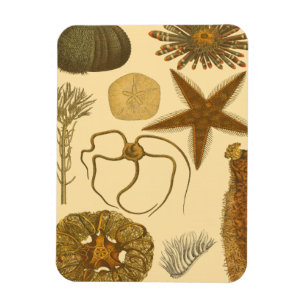 Unterwasserseegeschöpfe Magnet