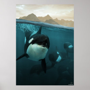 Unterwasserszene mit Orca-Familie Poster
