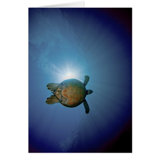 UnterwasserTurtle| Andaman Meer, Thailand (Vorne)