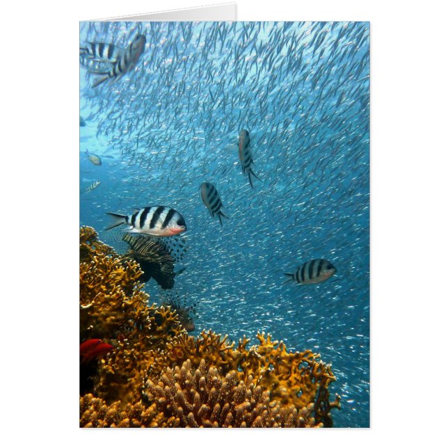 Unterwasserwelt (Vorne)