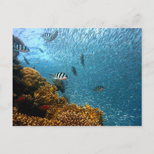 Unterwasserwelt Postkarte (Vorderseite)