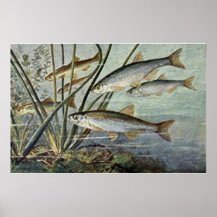 Unterwasserweltmeisterschaft zuerst von vier poster