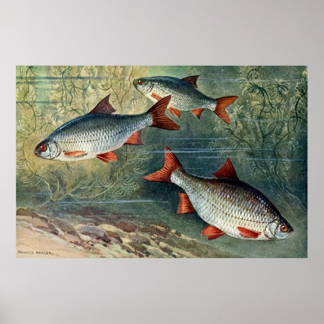 Unterwasserweltreihe - Vierter von vier Poster (Vorne)