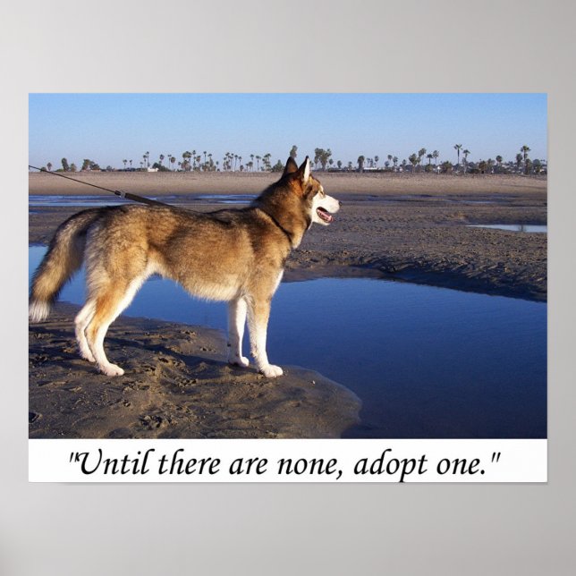 Until there are none, adopt one poster (Vorne)