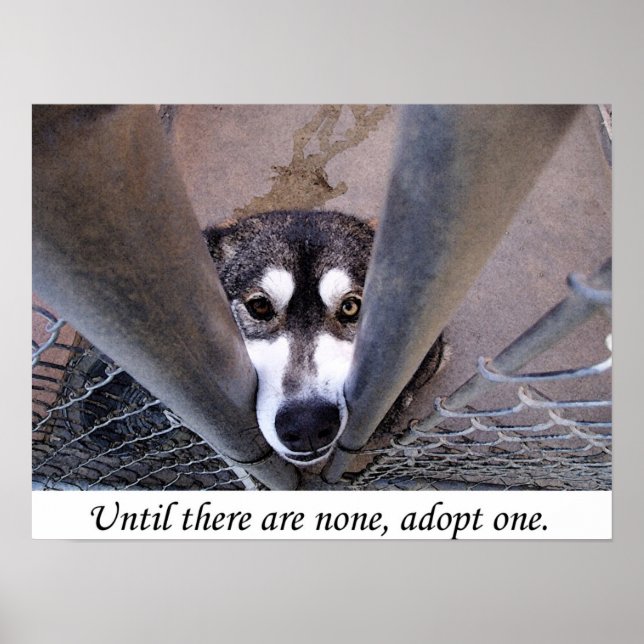 Until there are none, adopt one (watercolor) poster (Vorne)
