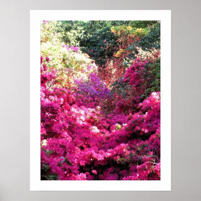 UNTITLED Rhododendron Blumenfotografie Poster (Vorne)
