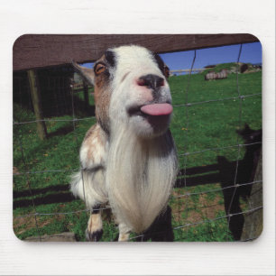 Unverschämte Ziegen-Mäusematte Mousepad