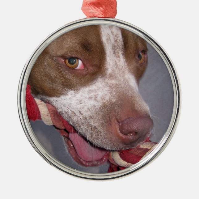 Unverschämtes Pitbull Silbernes Ornament (Vorne)