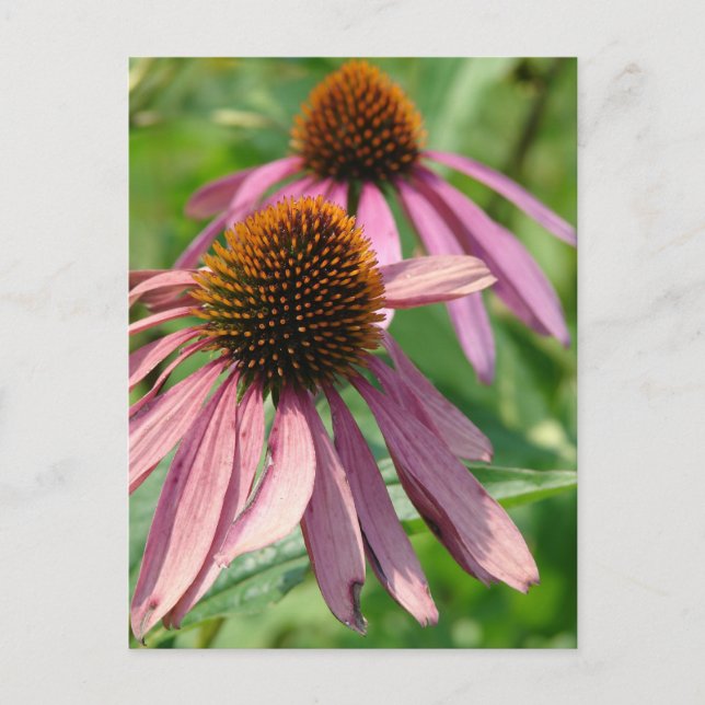 Unvollständigkeit Postkarte (Vorderseite)