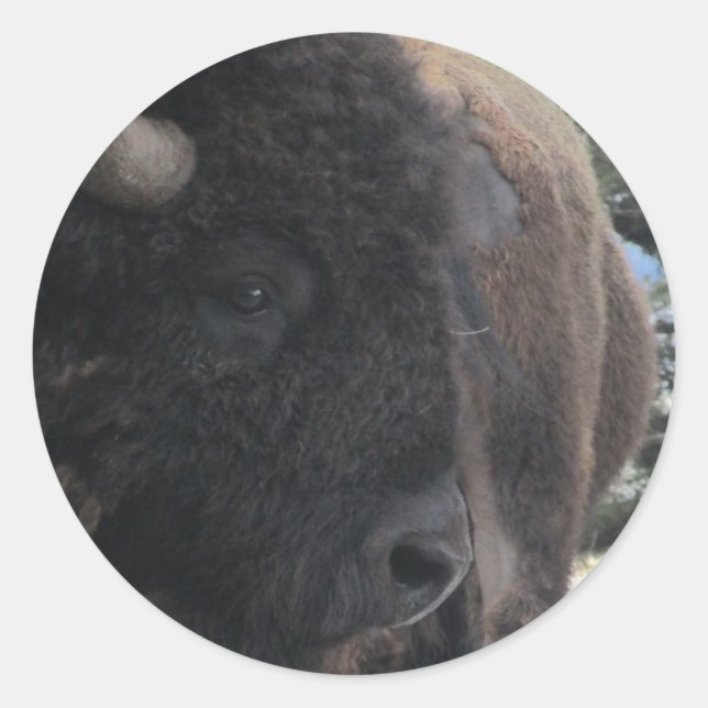 Up Close and Personal Runder Aufkleber (Vorderseite)