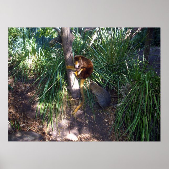 "Up in Trees: An Australian Tree Kangaroo Climbs Poster (Vorne)