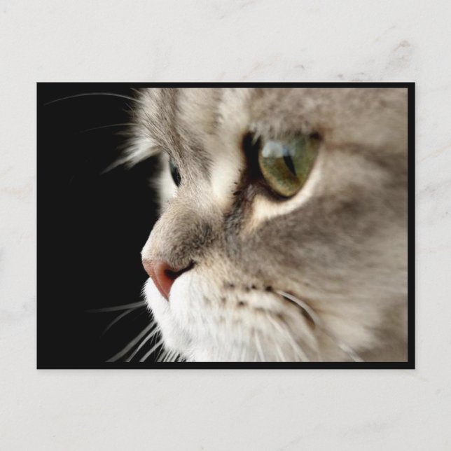 Up-Nahe Kitty Post Card Postkarte (Vorderseite)