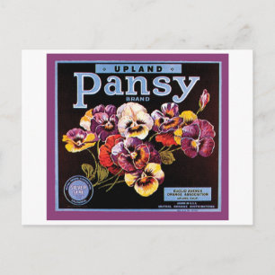Upland Pansy Vintag Crate Label Postkarte