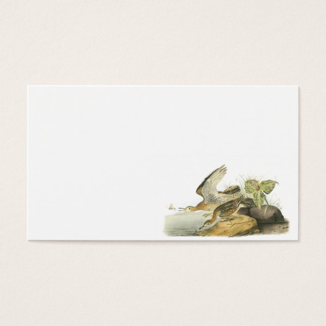 Upland Sandpiper von Audubon (Vorderseite)