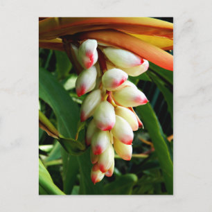 üppige exotische tropische Blume Postkarte