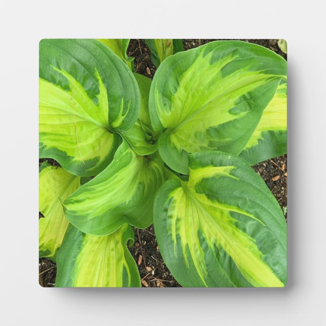 Üppige grüne Hosta-Blätter – moderne Acryl-Kunst Fotoplatte (Vorderseite)