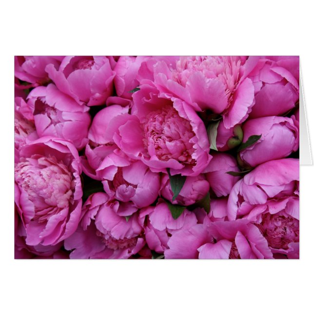 Üppige rosa Pfingstrosen-Blumen (Vorderseite (Horizontal))