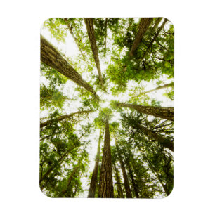 Üppiger grüner Regen-Wald Magnet