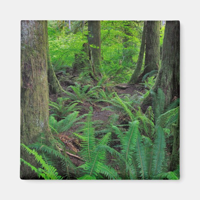Üppiger grüner Wald Landschaft Magnet (Vorne)