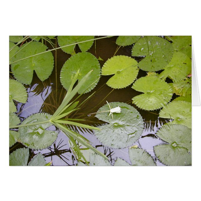 Üppiger Lilypads (Vorderseite (Horizontal))