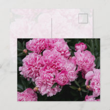 Üppiger Rosa Pfingstrosengarten Florale Fine Art