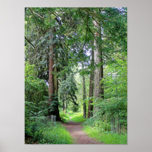 Üppiger Waldweg durch alte hohe Bäume Poster
