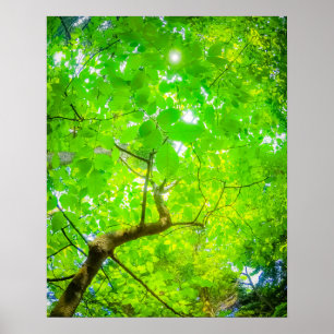 Üppiges Blätterdach von Karuizawa Poster
