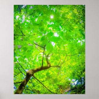Üppiges Blätterdach von Karuizawa Poster