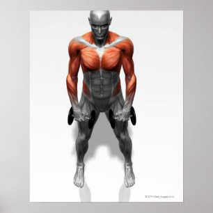 Upright Row Exercise Poster